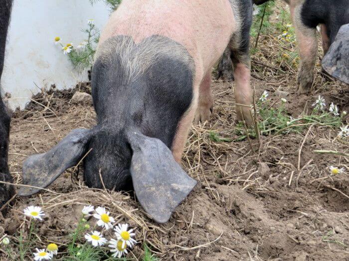 Schwein buddelt
