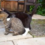 Kinder und Katzen