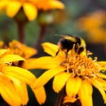 Insektenstiche bei Kleinkindern
