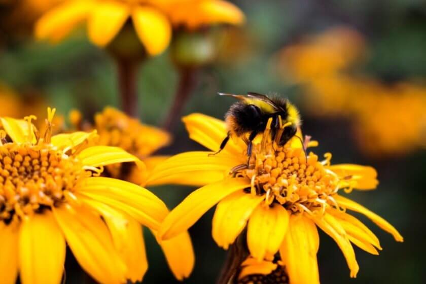 Insektenstiche bei Kleinkindern
