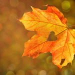 Herbsthochzeit - Heiraten im Herbst
