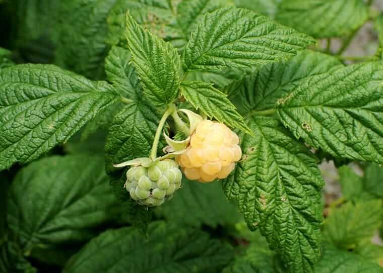 Spätsommer-Kräuter für die Fruchtbarkeit – Was wirklich hilft beim Kinderwunsch Himbeerblätter / Gelbe Himbeere an grünem Blatt – Himbeerstrauch mit typischen Blättern, deren Tee bei Kinderwunsch unterstützend wirken kann