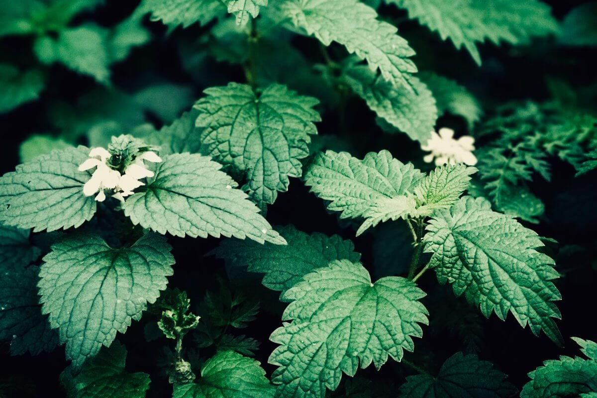 Spätsommer-Kräuter für die Fruchtbarkeit – Was wirklich hilft beim Kinderwunsch Grüne Brennnesselblätter mit feinen Blattzähnen – eisenhaltiges Heilkraut zur Mineralstoffversorgung bei Kinderwunsch