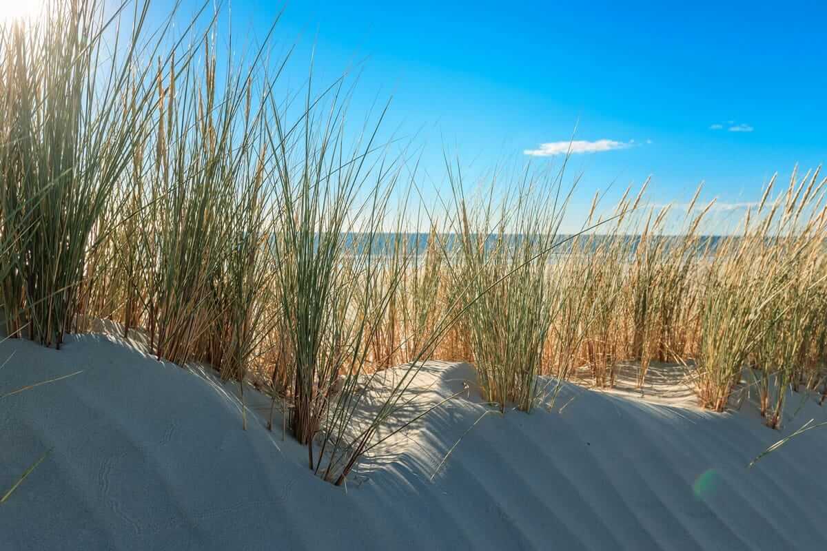 Strandhafer auf weißen Sanddünen mit Blick auf die Nordsee bei Blavand, Dänemark.
